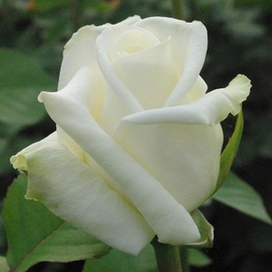 Pоза Варо Игло - бял - Чайно хибридни рози 